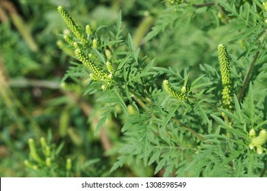 Ragweed bushes. Ambrosia artemisiifolia causing allergy summer and autumn. ambrosia is a dangerous weed. its pollen causes a strong allergy at the mouth during flowering.