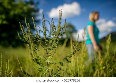 Ragweed Growing In A Field