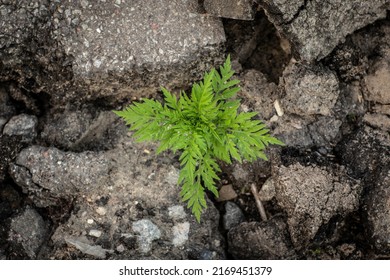 Ragweed Plant Grows In Asphalt