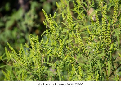 Ragweed Plants Causing Allergy