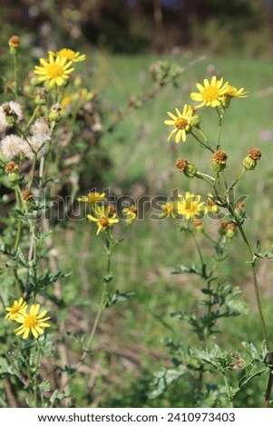 ragwort, Jacobaea vulgaris ,smegplant, benweed, staggerwort ,cankerwort ,stammerwort ,tansy ragwort, yellow wildflower, field flower