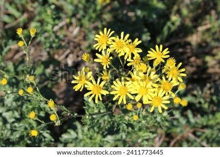 ragwort, Jacobaea vulgaris ,yellow flower, smegplant, benweed, staggerwort ,cankerwort ,stammerwort ,tansy ragwort, yellow wildflower, field flower
