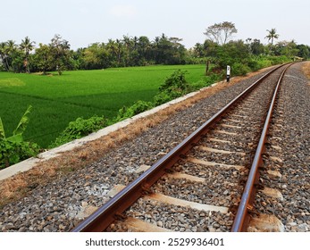 A railroad track next to a rice field on a sunny day. - Powered by Shutterstock