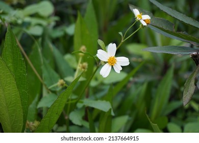 Railway Beggarticks, Also Called Beggar's Ticks, Blackjack, Hairy Beggarticks.