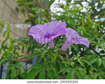 Railway creeper (Ipomoea cairica) is a wild vine that produces large showy lavender flowers.