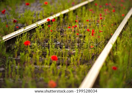 railway with poppies