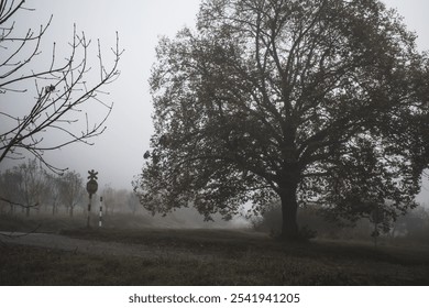 Railway track in foggy morning and big tree. - Powered by Shutterstock