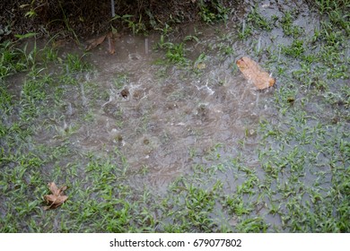 Rain