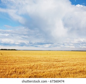 Rain Above Wheat Field