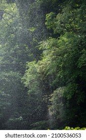 Rain Backlit Against The Green Trees Of A Forest Devon Uk 