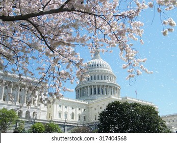 Rain Of Cherry Blossoms Near Capitol, In Washington DC, USA