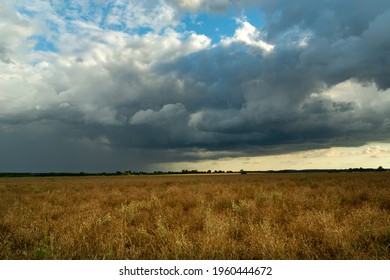 Rain Cloud Over A Field Of Ripe Rapeseed, Czulczyce, Lubelskie, Poland