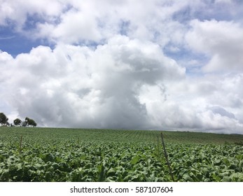 Rain Cloud And Tobacco Farm