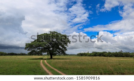 Rain clouds gather behind a lone tree in one of Zimbabwe's farm lands