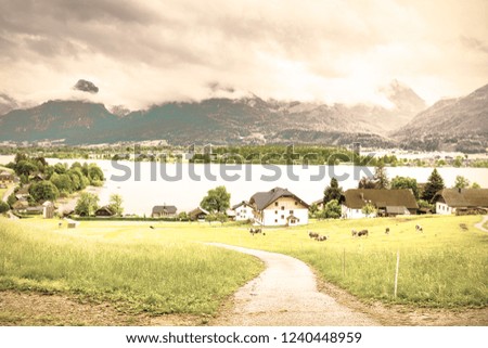 Similar – Image, Stock Photo Cow in the Austrian Pitztal valley