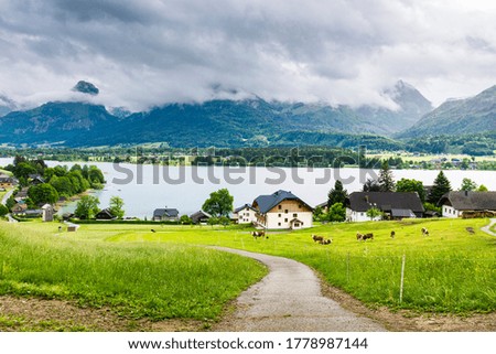 Image, Stock Photo Cow in the Austrian Pitztal valley