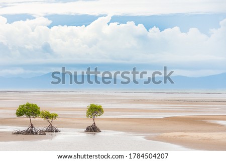 Rain clouds over distant mountains beyond tidal flat with three mangrove trees