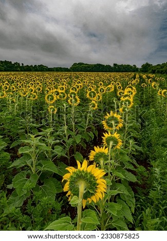 Rain clouds roll in over rows of sunflowers in bloom at DesPlaines River Fish and Wildlife Area, Will County, Illinois