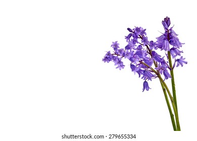 2,865 Common bluebell Images, Stock Photos & Vectors | Shutterstock