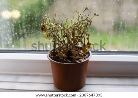 rain and dried flower in front of the window
