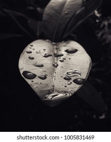 rain drop leaf