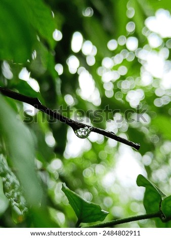 Rain drop in the nature