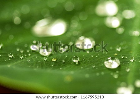 Similar – green grün Blatt Pflanze