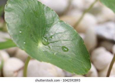 Rain Drop on Leaf