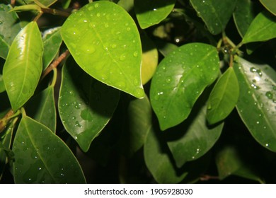 rain drop on a leaf 