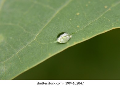 rain drop on a leaf