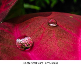 Rain drop on leaf