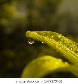 Rain drop on the leaf. Macro image of the leaf after rain.