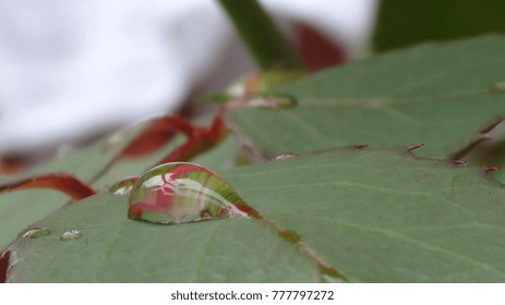 rain drop rose leaf