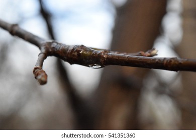 Rain Drop Tree Branch