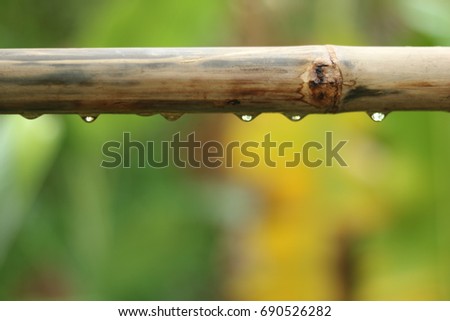 The rain is droped on bamboo.