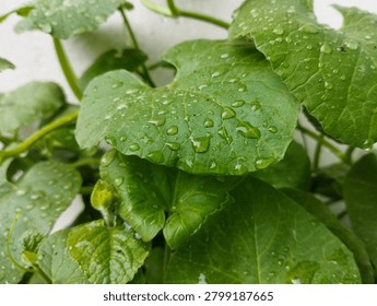 Rain Dropes in Centella asiatica