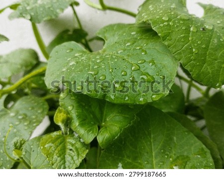 Rain Dropes in Centella asiatica