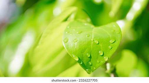 Rain droplet on green leaf, Refreshing nature background