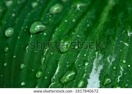 Rain droplets on green leaf shot in macro magnification 