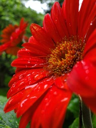 Rain Droplets On A Red Gerbera Daisy 