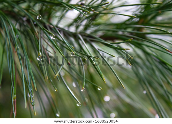 Rain droplets on the tips of pine needles at close\
range on a summer day