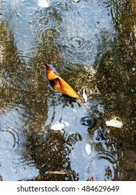 Rain drops