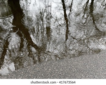 rain drops background with trees reflection and water circles on dark asphalt
