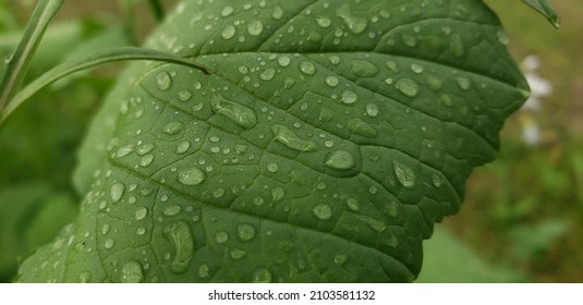 rain drops close up look