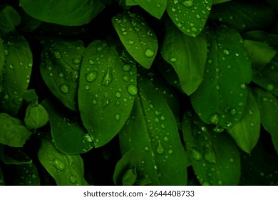 Rain Drops Drip Down Deep Green Leaves in Rocky Mountain National Park