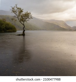 Rain Drops Fall Over The Lonely Tree At Llyn Padarn Captured In Autumn Near Llanberis In North Wales.