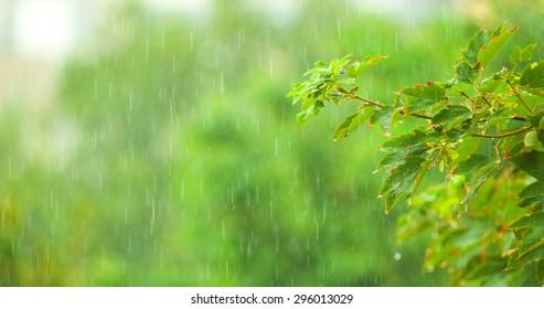 Rain drops falling on green tree leaves, close up.