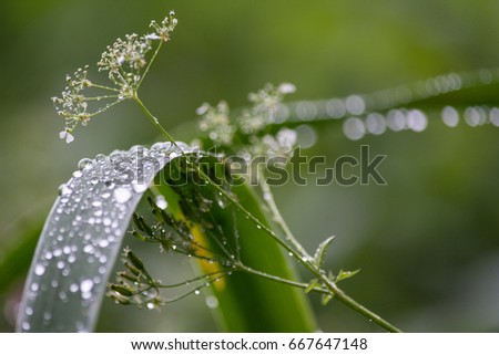 rain drops have fallen
