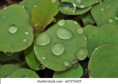 Rain Drops In Jewel Weed