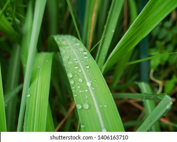 Rain Drops On Citronella Leaf On Nature Baclground